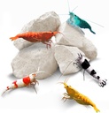 Roches de crevettes SunGrow, Calcium, Roches de magnésium pour poissons-gris, crabe des hermites, escargots, soins des Crustacés, Aquarium Decor pour shripps cristal, Amano et fantômes, Nano Tank Accessoires, fournitures de réservoir de poisson