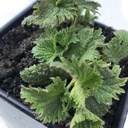 Biologische brandnetelplant, Urtica dicla - levende plant in 2,5" Pot - Survival Food, Nutritive Herb by Smoke Camp Crafts