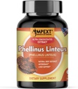 Extrait de champignons Phellinus linteus - Qualité premium, seulement corps fruitiers, antioxydant, amplificateur d'immunité, soutien du foie, 90 capsules de légumes.