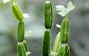 Harjod (Hadjod) Live - Cissus Quadrangularis (Veldt Grape), Ayurvedic Medicinal Herb for Home Garden, Fast Growing & Healthy