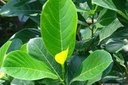 ROYAL NATURE JACK FRUIT TREE LEAVES-50 NOS