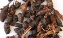 Pmw - NAGARMOTHA - MUSTAK - CYPERUS ROTUNDUS - TUNGA GADDALU - RAW MAETRIAL - 250 GRAMS