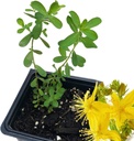 Biologische Sint-Janskruidplant, (Hypericum Perforatum) 2,5 inch Pot - Sint-Janskruid levende plant