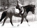 Hormone en kalmerende supplement voor paarden Alle natuurlijke zuivere framboos en pepermunt blad kruiden Blend 14 oz.